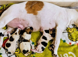 Jack russell puppies