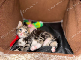 Kittens for sale