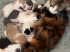 Kittens