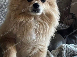 Male Pomeranian