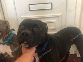White and brindle staffy