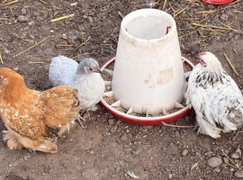 3 young Pekins