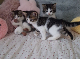 British Shorthair kittens cross