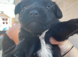 Patter jack puppies