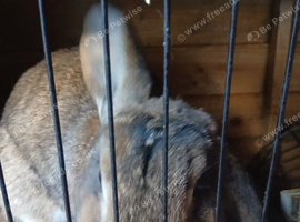 Female rabbit