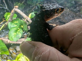LTC red eye crocodile skinks with setup