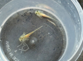 Baby axolotls