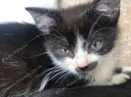 2 black and white kittens for sale