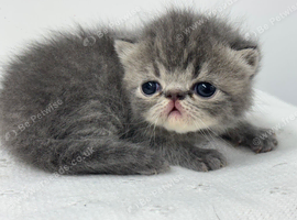3 beautiful exotic females can be gccf registered if needed