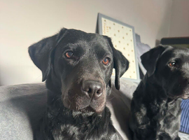 KC registered Labrador puppies