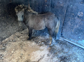 Dun Shetland colt
