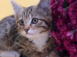 Cute kittens are looking for a new home.