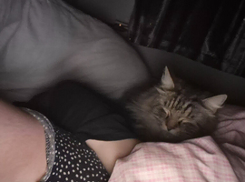 Looking for a maine coon if anyone is reholming one in county durham area