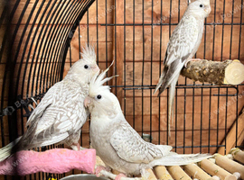 Young cockatiels