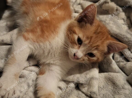 5 kittens