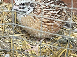 2 Male Quail