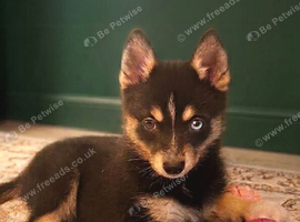 Beautiful Pomsky Puppie 1 Girl Available