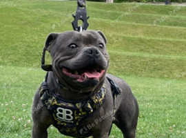 GRAND CHAMPION YOSHI The UK's Top producer