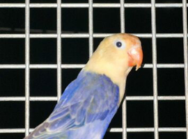 LOVE BIRDS