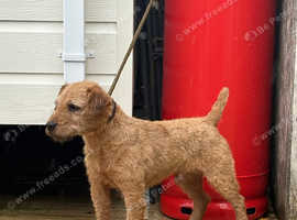 Lakeland terrier