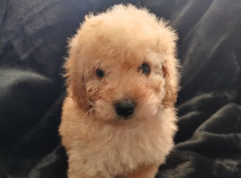 Toy poodle puppies