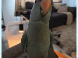 Ringnecks pairs and handreared birds