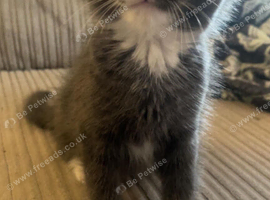 Kittens ready now
