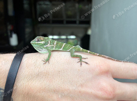 Cuban Knight Anole & Cuban False chameleon babies