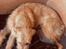 Bedlington whippet puppies
