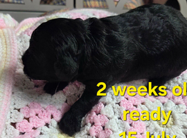 Unique bundle joy cavapoo