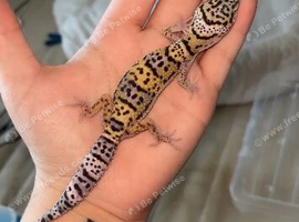 UPDATED PICS Baby leopard gecko ready to leave in around 2 weeks