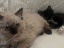 Siamese and Tuxedo cats for sale &pound;40 each