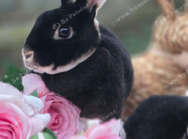Black Otter Mini Rex Doe