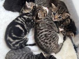 Beautiful Tabby Cats for sale