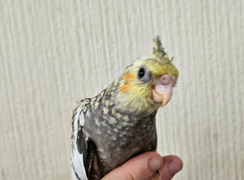 Cockatiel chicks hand tame