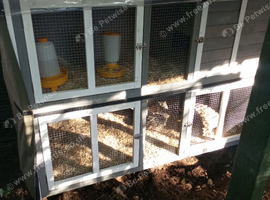 2 female quail just started to lay