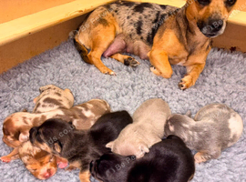 Miniature Rainbow Jack pups for sale