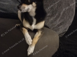 Please read reggie 3 year old male
