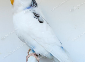 Various Stunning Quality Beautiful Budgies