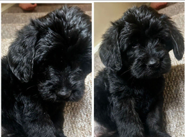 F1 labradoodle pups ready now