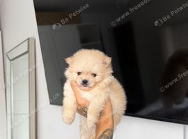 RARE DOLL TEDDY KOREAN PUPPIES