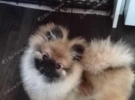 Pomeranian