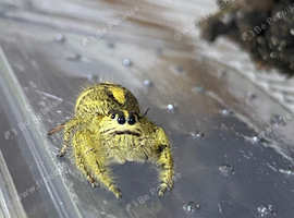 Goliath Birdeater And More