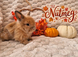 Double Maned Lionhead Babies