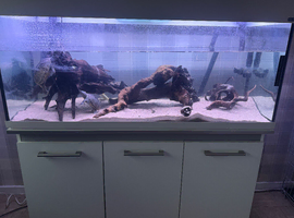 2 x Musk turtles with tank