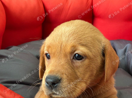 KC Labrador Retriever puppies