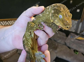 Make leachie