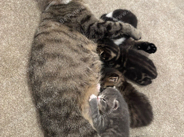 Gorgeous Kittens