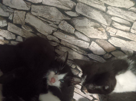 Kittens male and females black and white ones and black ones available