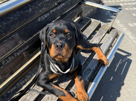 Male puppy Rottweiler